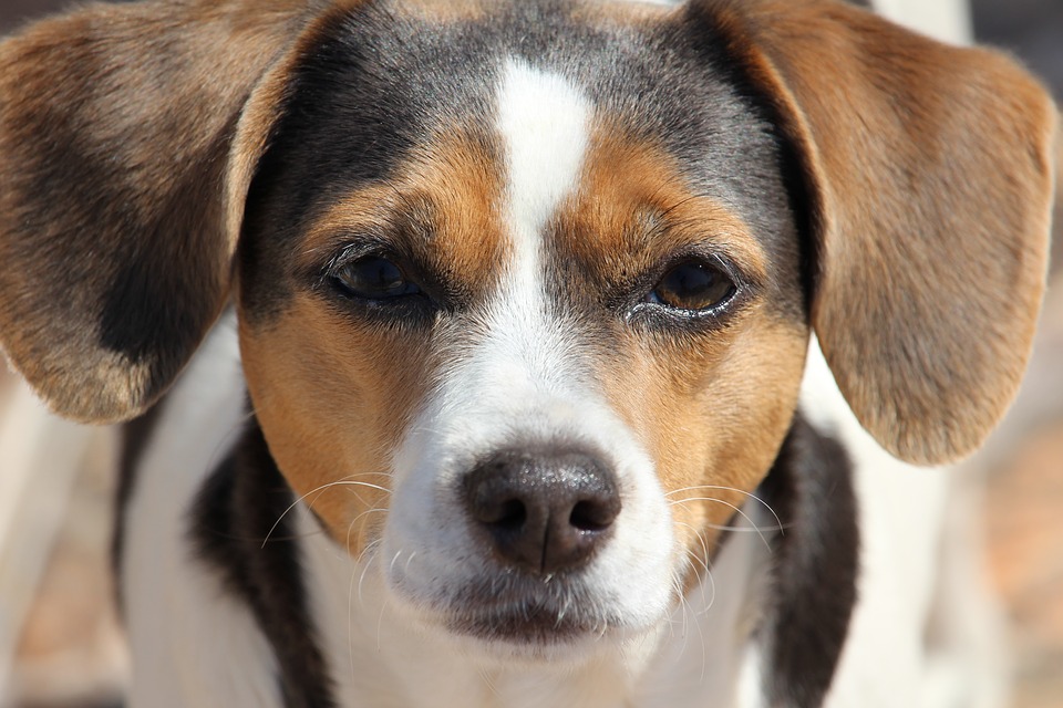 Dog Blog | National Pet Month | Dog Haul with Ocean Finance | Elle Blonde Luxury Lifestyle Destination Blog