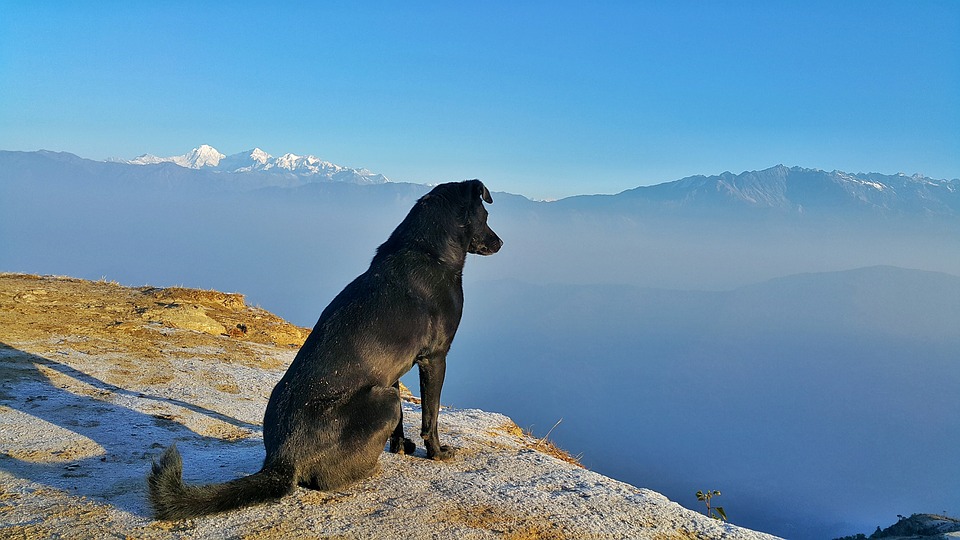 Dog Blog | National Pet Month | Dog Haul with Ocean Finance | Elle Blonde Luxury Lifestyle Destination Blog