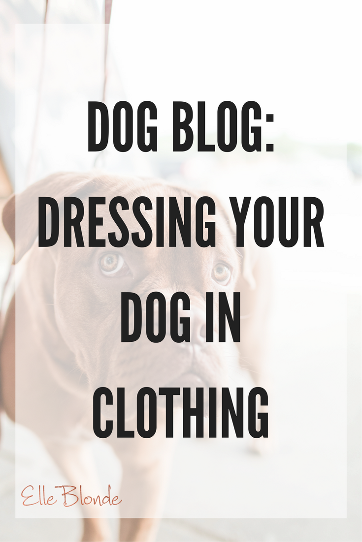 Guest Post: How to Dress Your Pup in Cute Dog Clothes 4