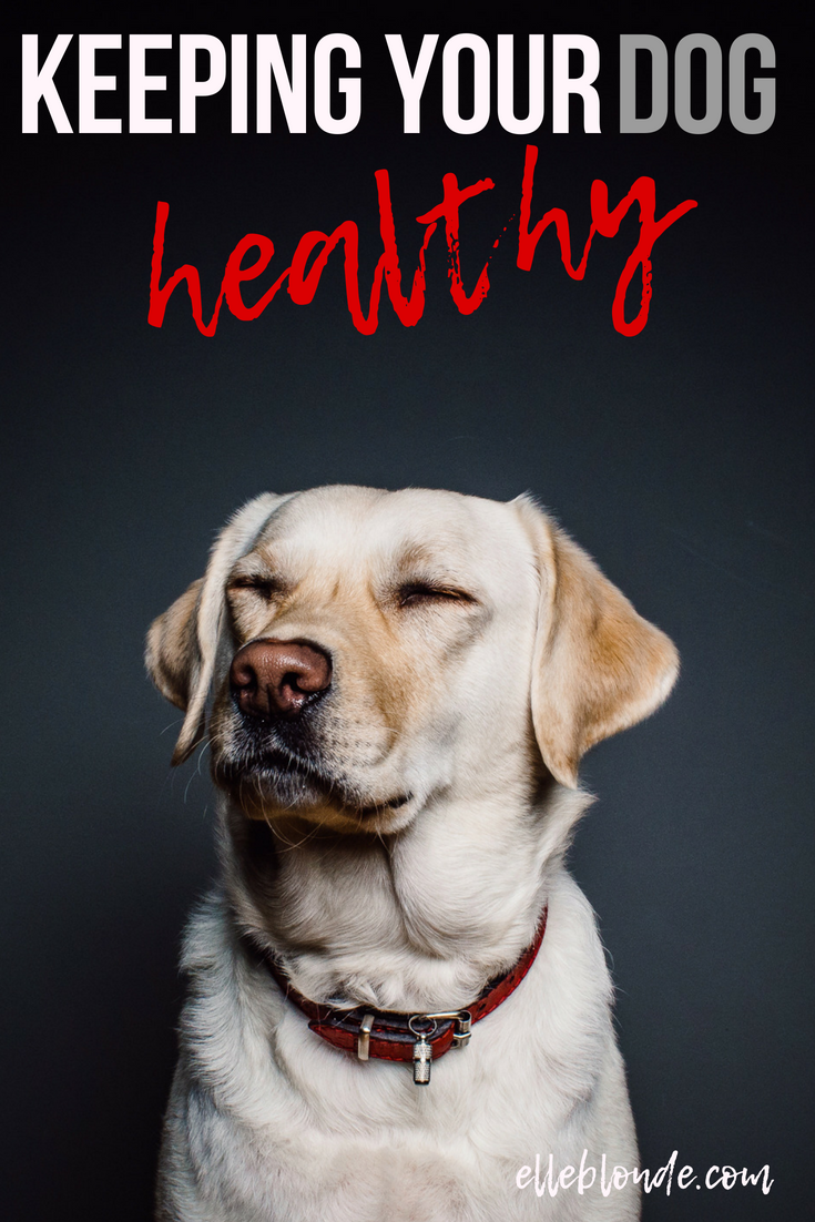 Looking after your dog, dog blog tips and guide to a healthy animal | Elle Blonde Luxury Lifestyle Destination Blog