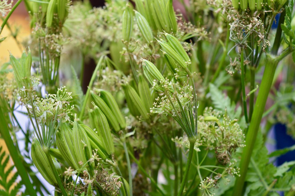 aniseed-foraging-the-botanist-newcastle-summer-cocktail-menu-launch-opr-elle-blonde-luxury-lifestyle-blog