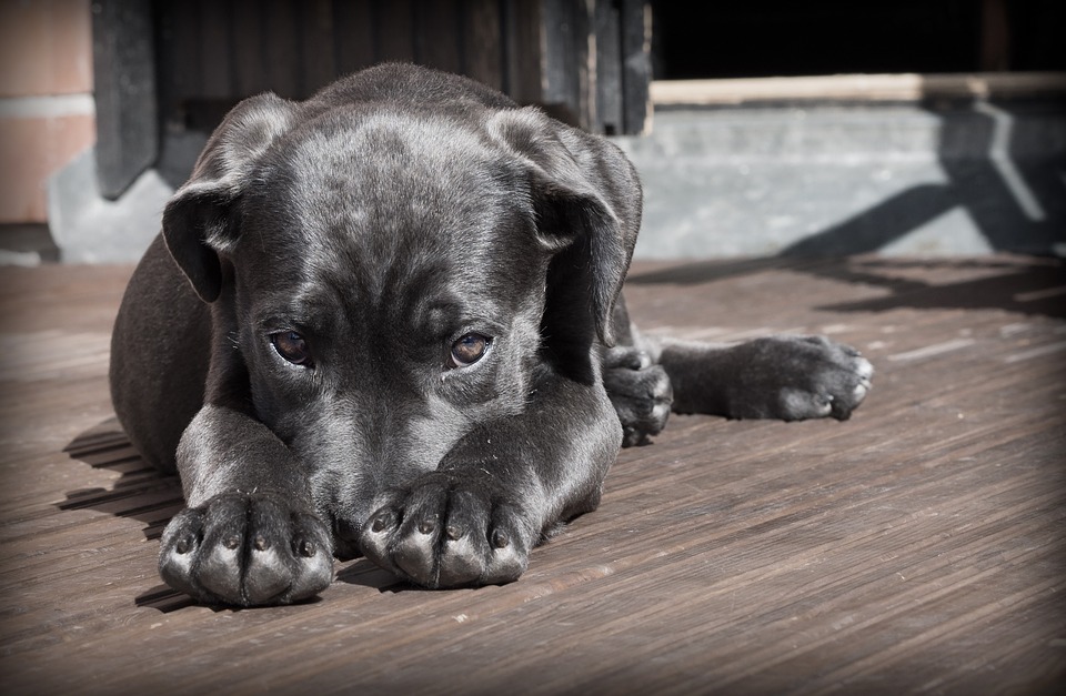 8 Top Pros & Cons You Need To Know About Owning A Dog 1