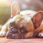 Dog Blog: 5 Ways How You Can Help Your Senior Dog In Their Later Years