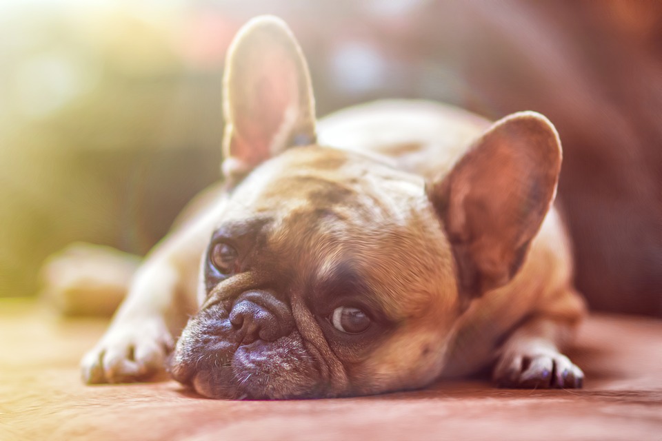 Keeping your dog from parasites | Dog Blog | Elle Blonde Luxury Lifestyle Destination Blog