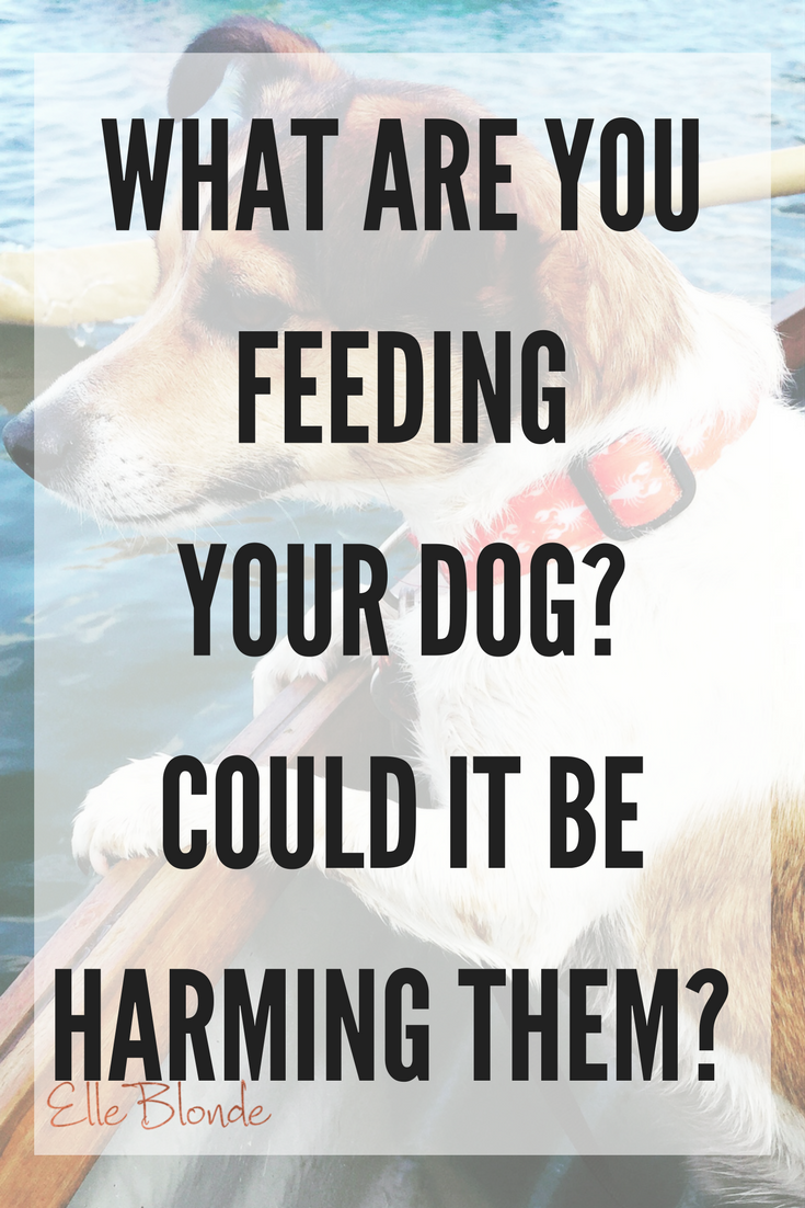 5 Quality Dog Foods To Feed Your Puppy Or Dog 5
