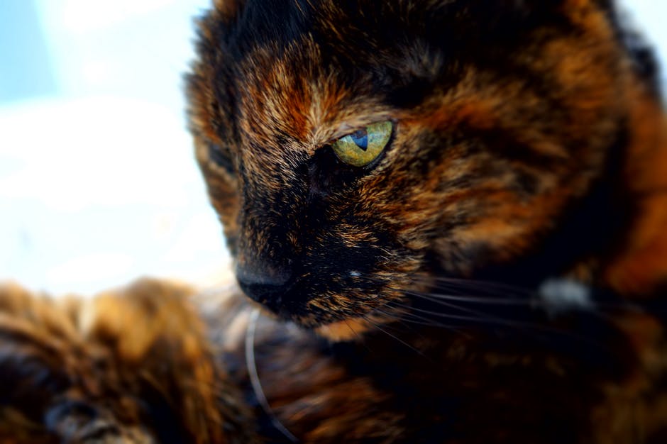 Why A Tortoiseshell Cat Will Change Your Life Animal Blog,Whats An Infant