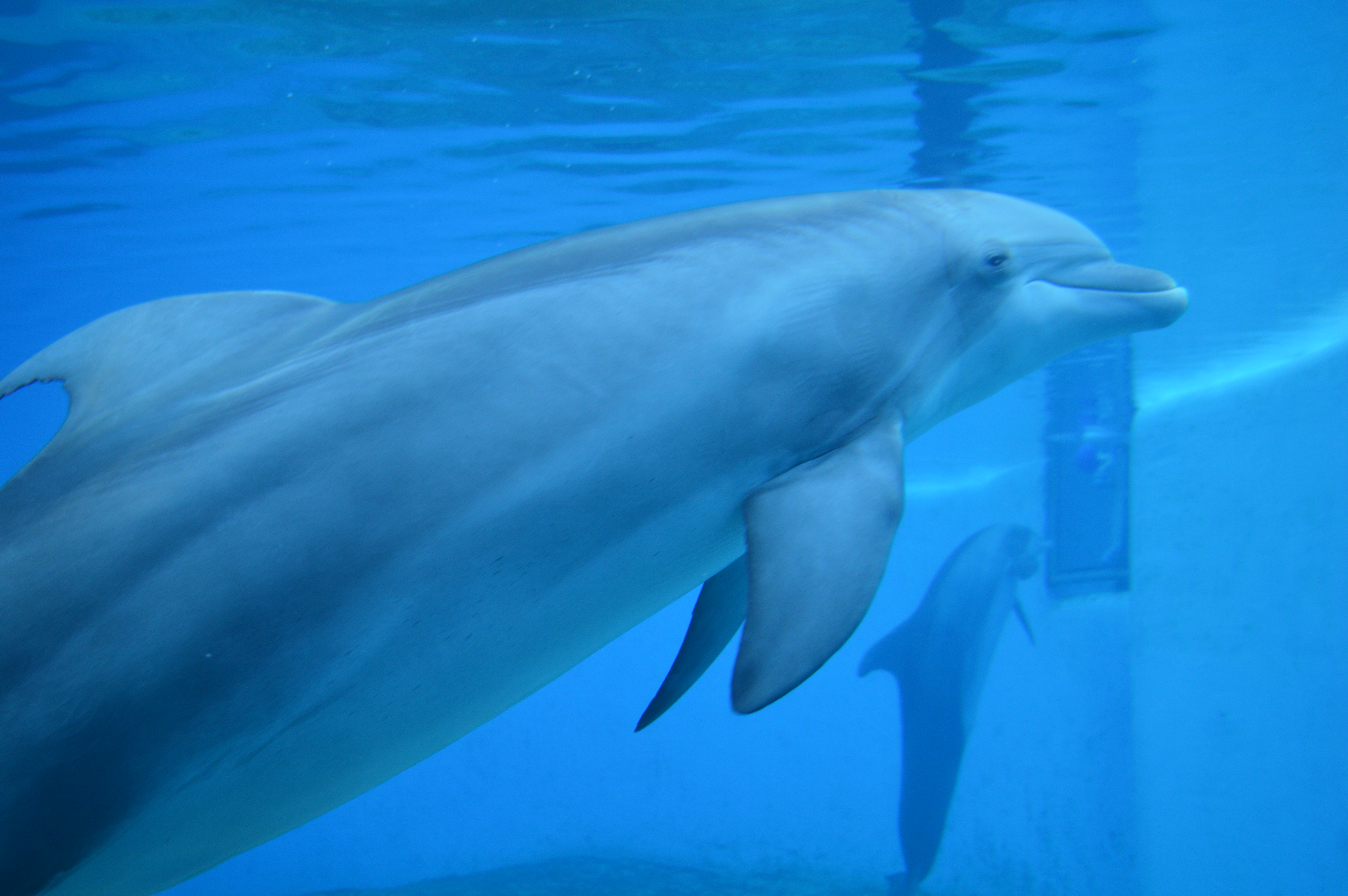 Dolphins at The Mirage Hotel Vegas | What's to do in Las Vegas | Travel Guide & Blogger | The Secret Garden & Dolphin Habitat | Elle Blonde Luxury Lifestyle Destination Blog