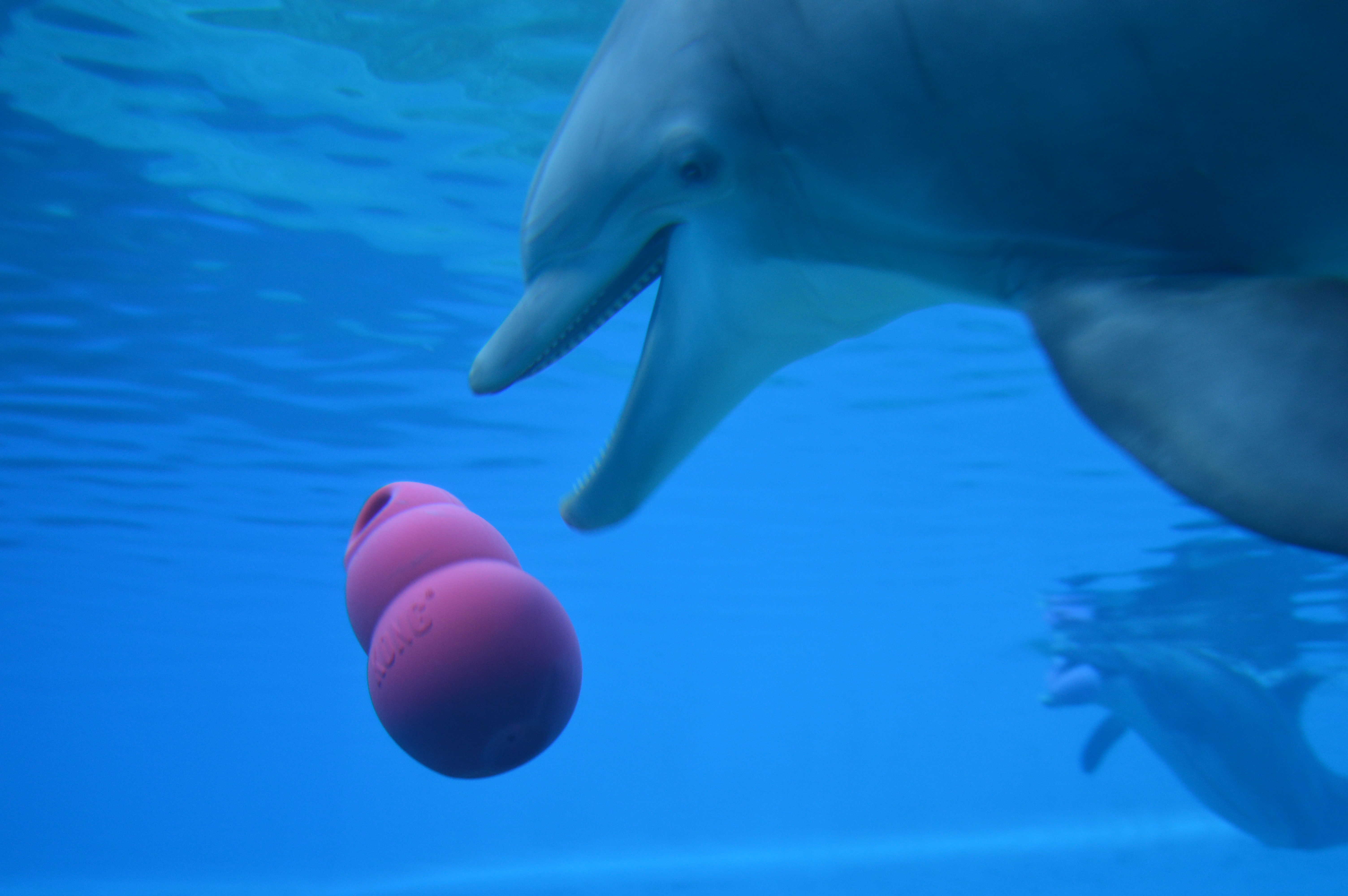 Dolphin with KONG Dog Toy The Mirage Hotel Vegas | What's to do in Las Vegas | Travel Guide & Blogger | The Secret Garden & Dolphin Habitat | Elle Blonde Luxury Lifestyle Destination Blog