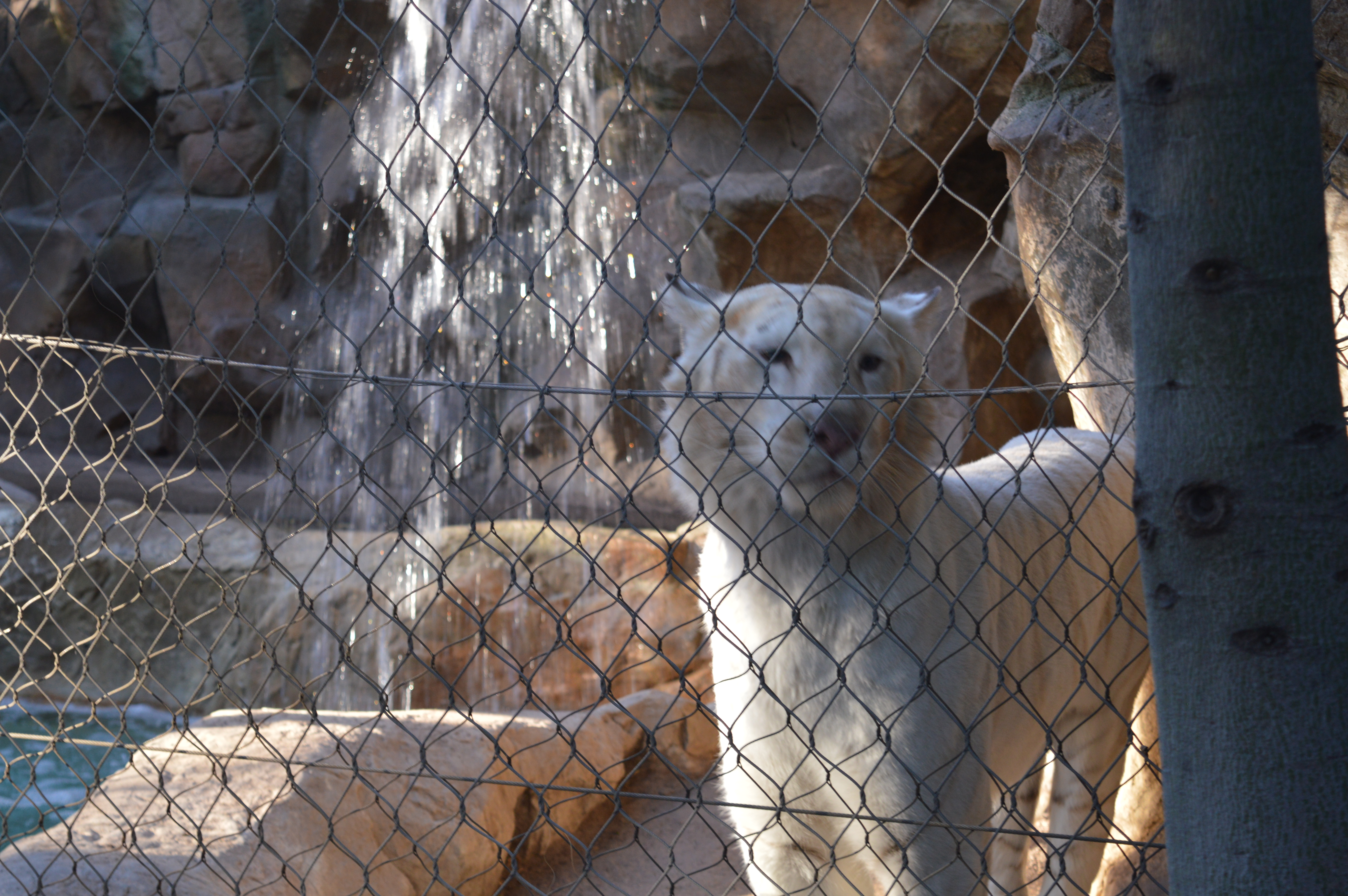 #1 Siegfried & Roy's Secret Garden & Dolphin Habitat Mirage