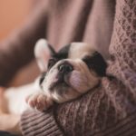3 Tips for Getting Your Puppy’s Naughty Behaviour Under Control