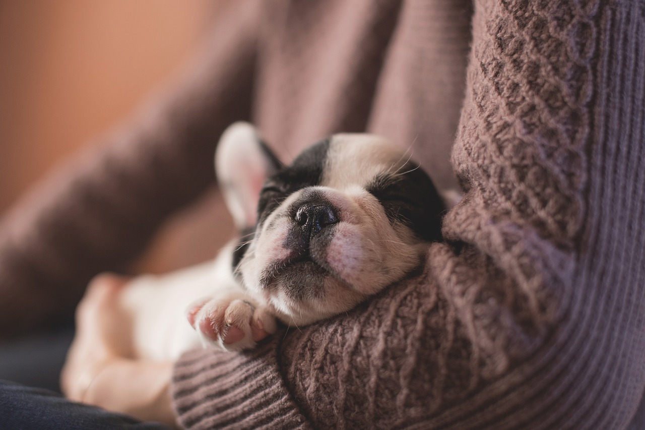 Ensure a Parasite Free Pooch by Taking These 5 Precautions 5