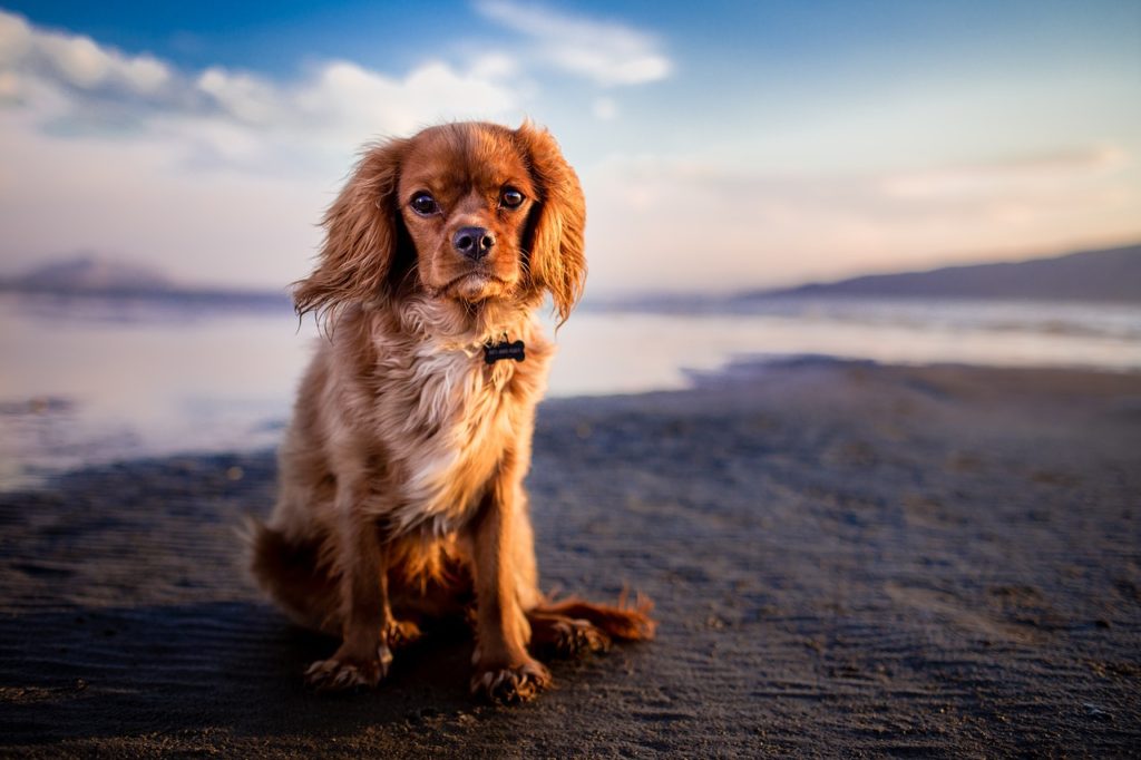 Keeping your dog from parasites | Dog Blog | Elle Blonde Luxury Lifestyle Destination Blog
