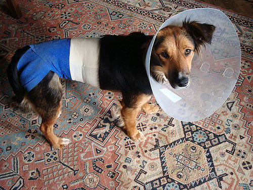 Pet Owner | How to treat your dog after surgery or an operation | Dog Blog | Elle Blonde Luxury Lifestyle Destination Blog