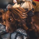 5 Ways How To Use CBD Oil For Dogs