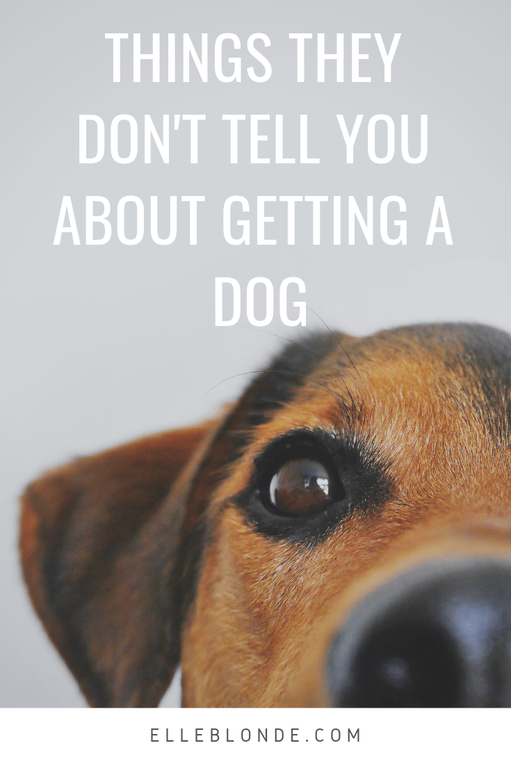 5 Amazing Truths Of Dog Ownership 7