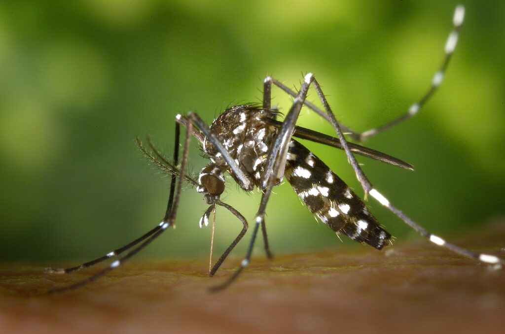 7 Ways To Avoid Mosquito Bites And Dengue Fever 1