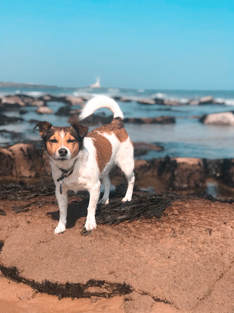Petplan Pethood Stories: Why I Love Jack Russel Terriers 3