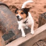 Petplan Pethood Stories: Why I Love Jack Russel Terriers