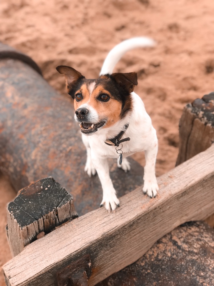 Petplan Pethood Stories: Why I Love Jack Russel Terriers 1