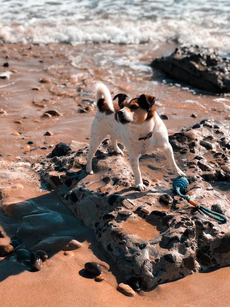 Petplan Pethood Stories: Why I Love Jack Russel Terriers 2