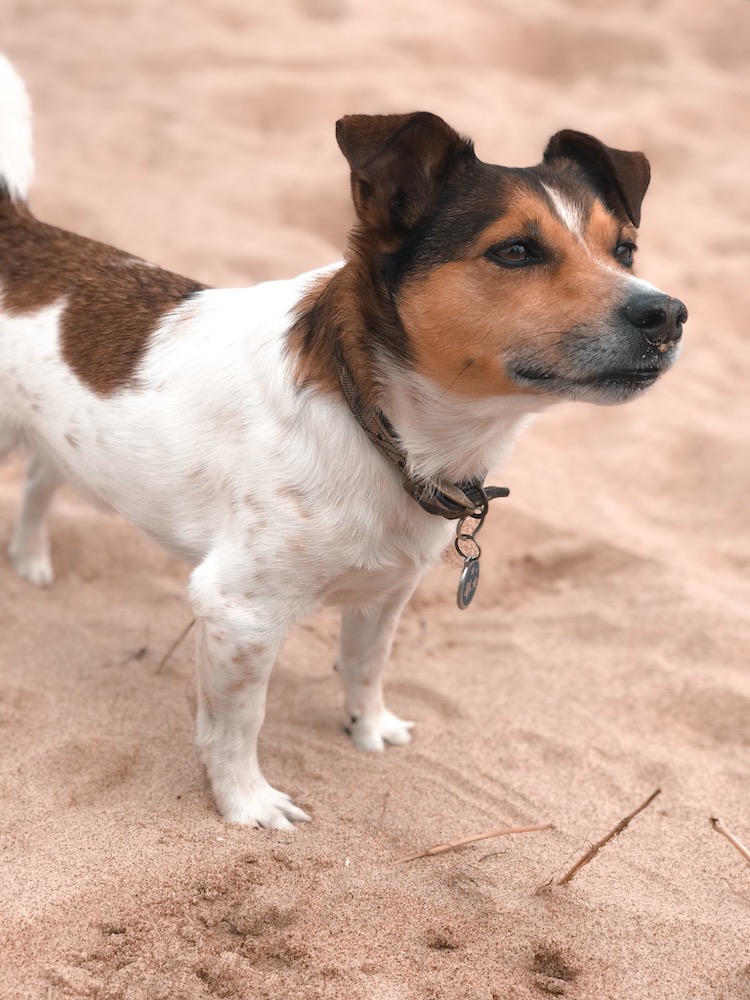 Petplan Pethood Stories: Why I Love Jack Russel Terriers 4