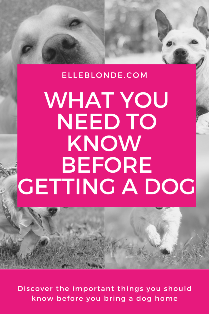 3 Things To Think About Before Getting A Dog | Dog Blog | Elle Blonde Luxury Lifestyle Destination Blog