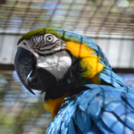 Here Are 4 Reasons Why Pet Birds Are Amazing