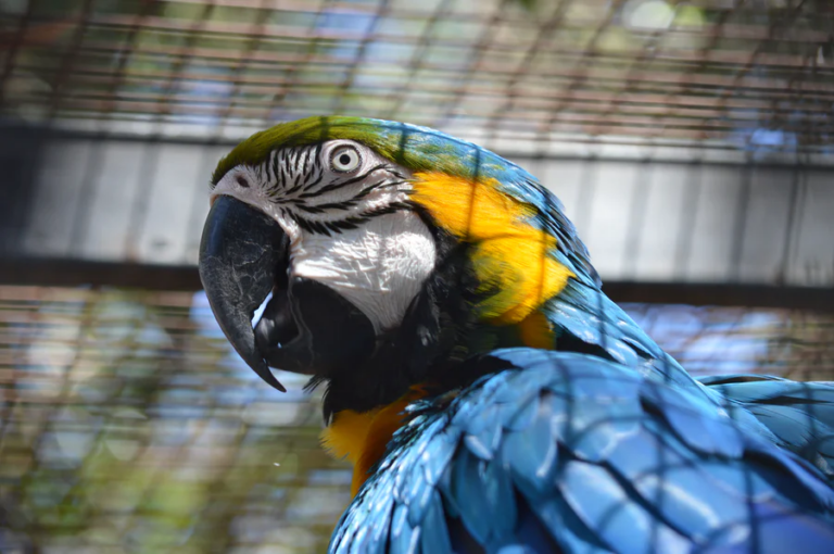 Read more about the article Here Are 4 Reasons Why Pet Birds Are Amazing