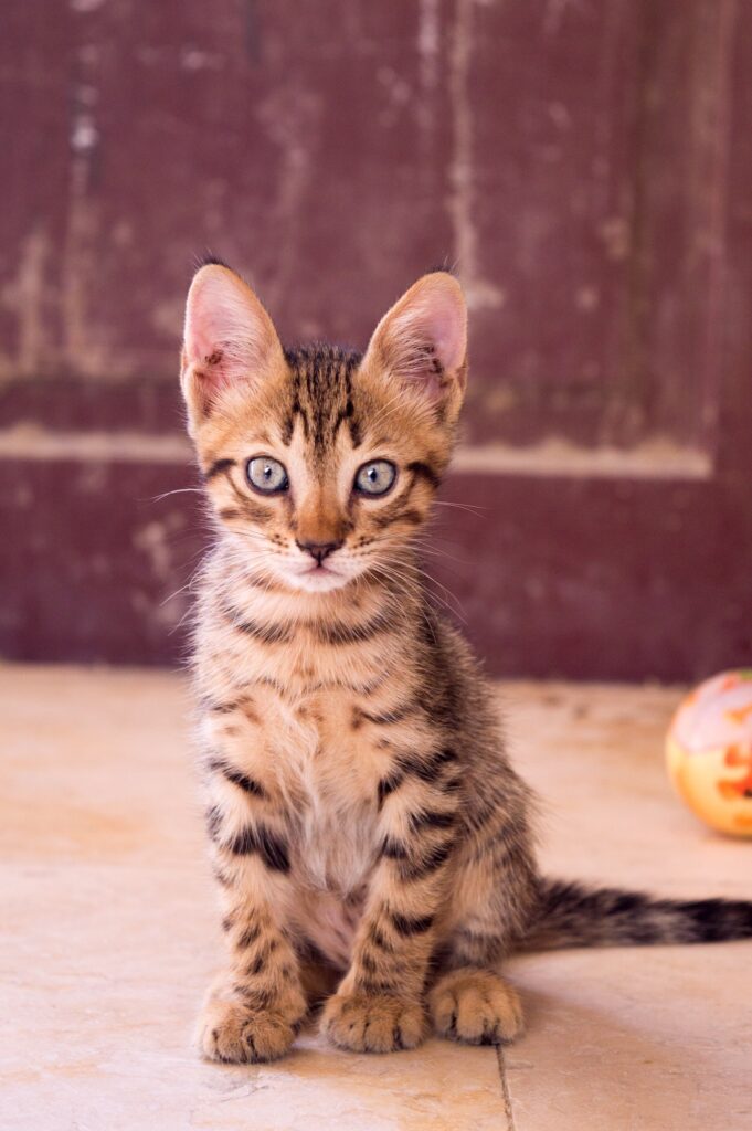 Top 5 Signs That Show Your Kitten is Unhealthy | Animals | Elle Blonde Luxury Lifestyle Destination Blog