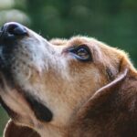 3 Ways CBD Help Calm Your Dog’s Noise Sensitivities