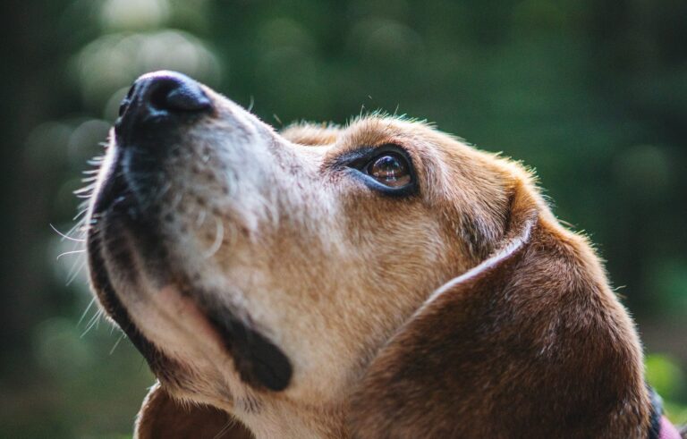 Read more about the article 3 Ways CBD Help Calm Your Dog’s Noise Sensitivities