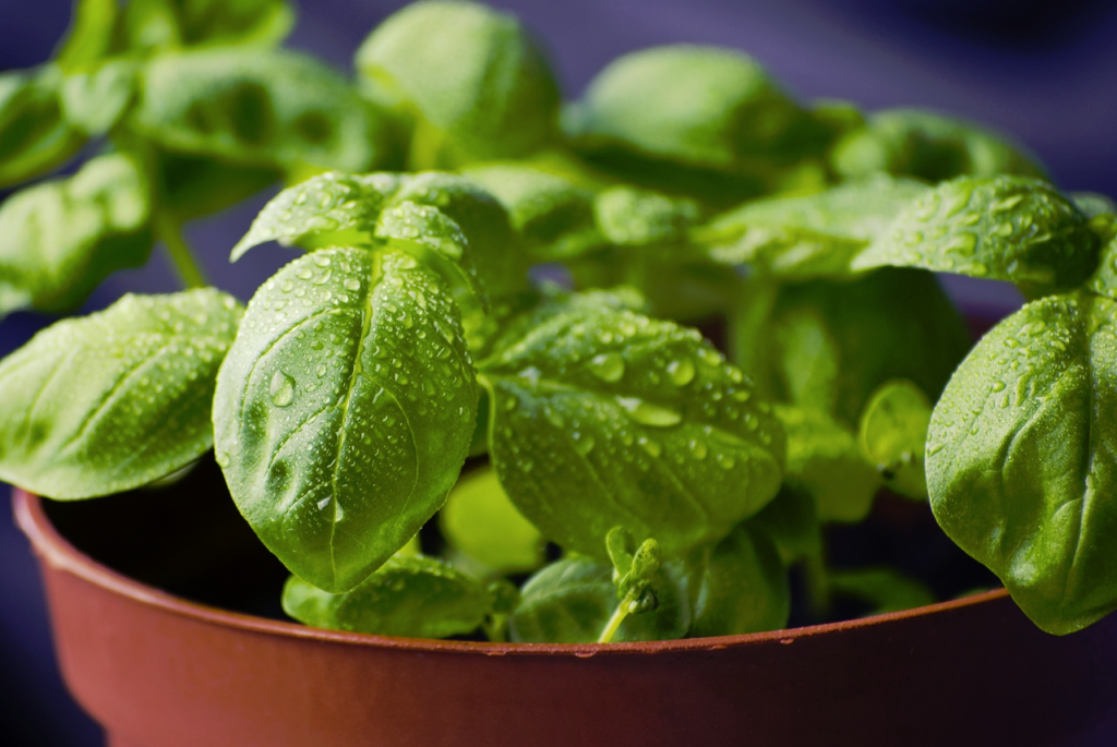 How to Build a Simple Indoor Herb Planter Box with Your Kids