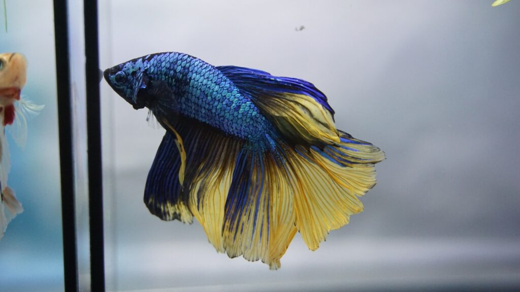 The Betta Fish: Great for Beginners and More Advanced Owners