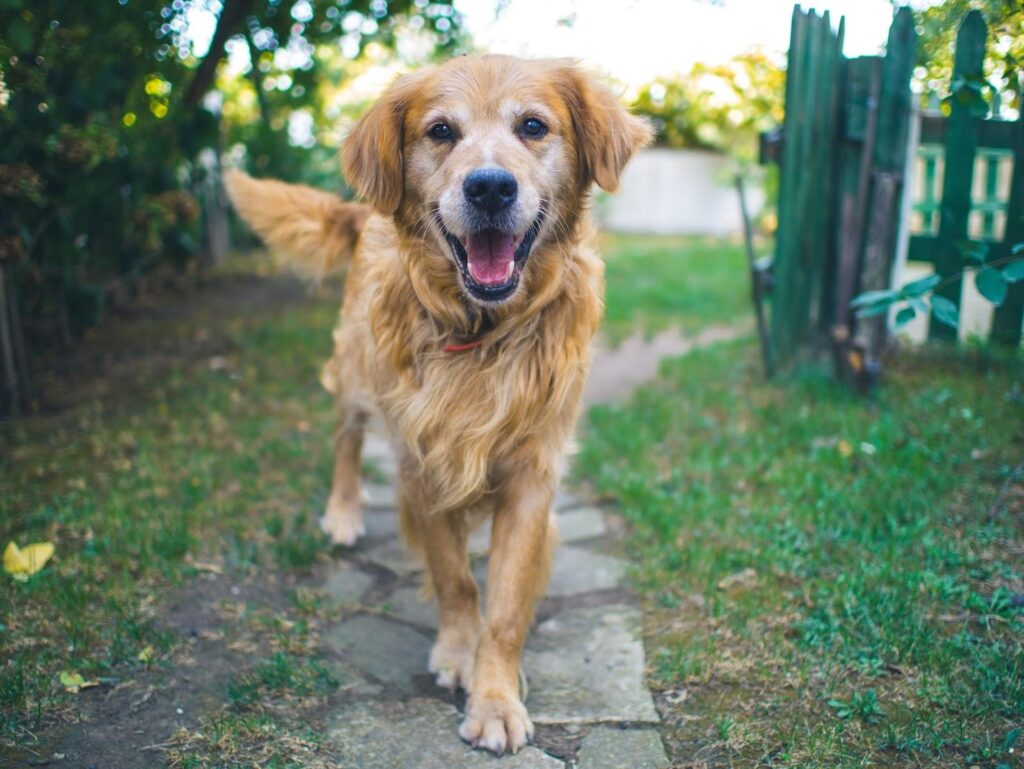 Senior Pet: Your dog may be getting old, but you can still reignite that joyous playfulness in them. Try these easy, effective tips to help your senior dog feel young again! | Dog Blog | Elle Blonde Luxury Lifestyle Destination