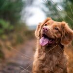 5 Simple Tips For Anxious Dog Owners