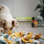 How A Dog Boot Camp Can Easily Transform Your Dog