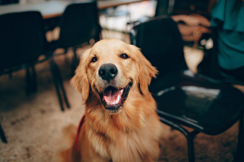 What Are the Differences Between American and English Golden Retrievers? | Dog Blog | Elle Blonde Luxury Lifestyle Destination Blog