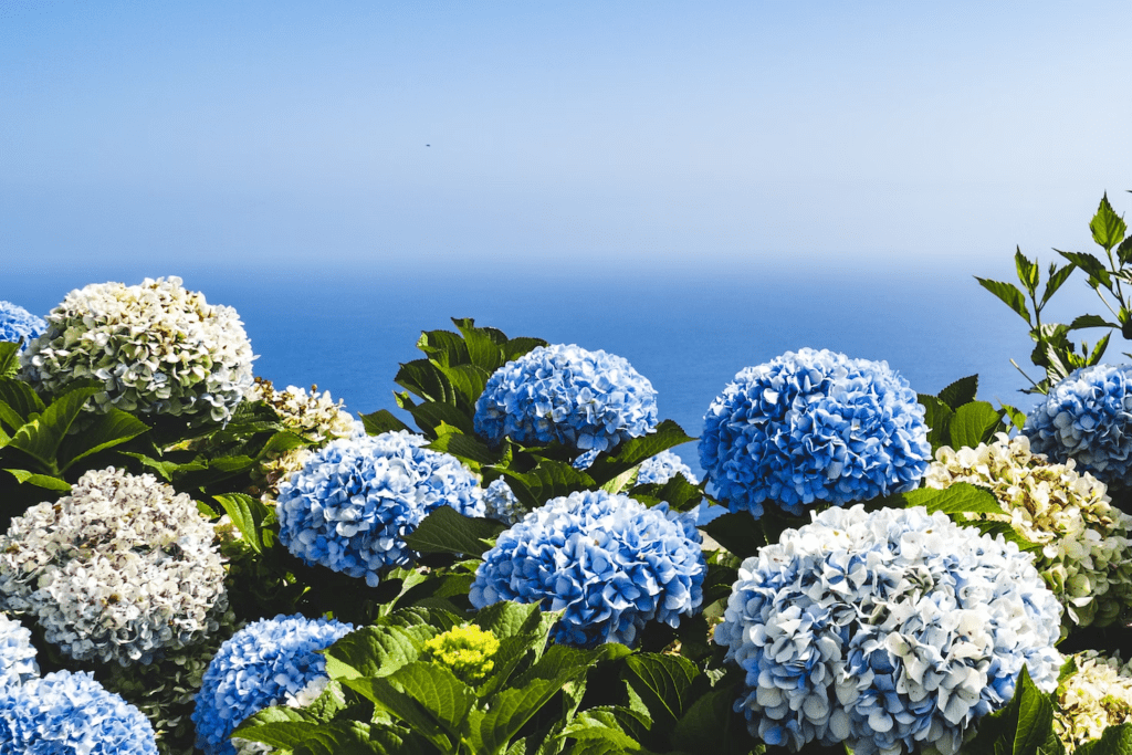 Surprise Your Loved Ones With Beautiful Hydrangea Flower Delivery | Gifts | Elle Blonde Luxury Lifestyle Destination Blog