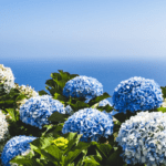 Surprise Your Loved Ones With Beautiful Hydrangea Flower Delivery