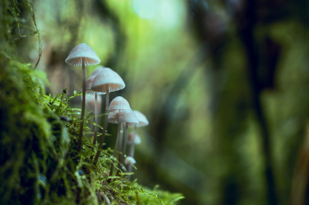 Explore the Mystical World of 5 Magic Mushrooms in Toronto | Health | Elle Blonde Luxury Lifestyle Destination Blog
