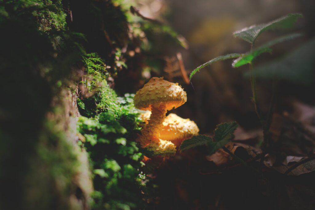 Explore the Mystical World of 5 Magic Mushrooms in Toronto | Health | Elle Blonde Luxury Lifestyle Destination Blog