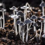 Explore the Mystical World of 5 Magic Mushrooms in Toronto