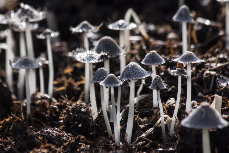 Read more about the article Explore the Mystical World of 5 Magic Mushrooms in Toronto