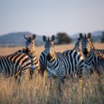 Safari Holidays in Tanzania: 10 Amazing Tips for the Ultimate Wildlife Experience