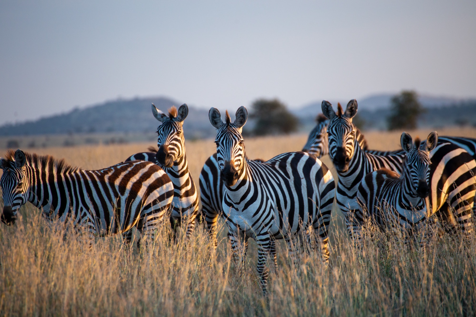 Read more about the article Safari Holidays in Tanzania: 10 Amazing Tips for the Ultimate Wildlife Experience