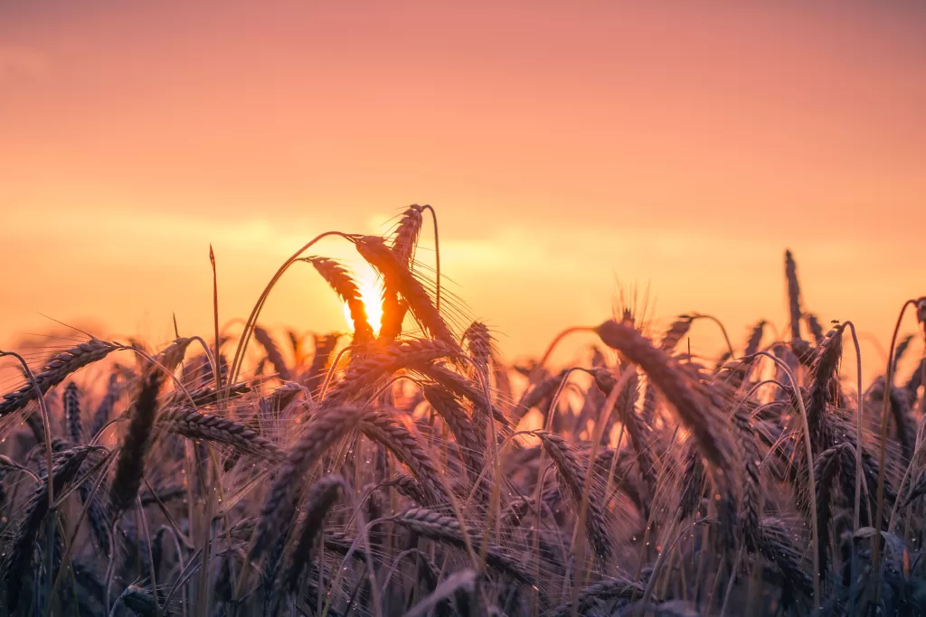 What 7 Important Factors Impact Global Wheat Prices? | Business Tips | Elle Blonde Luxury Lifestyle Destination Blog