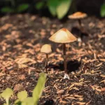 Discover How Psilocybin Might Alleviate Your Pain 