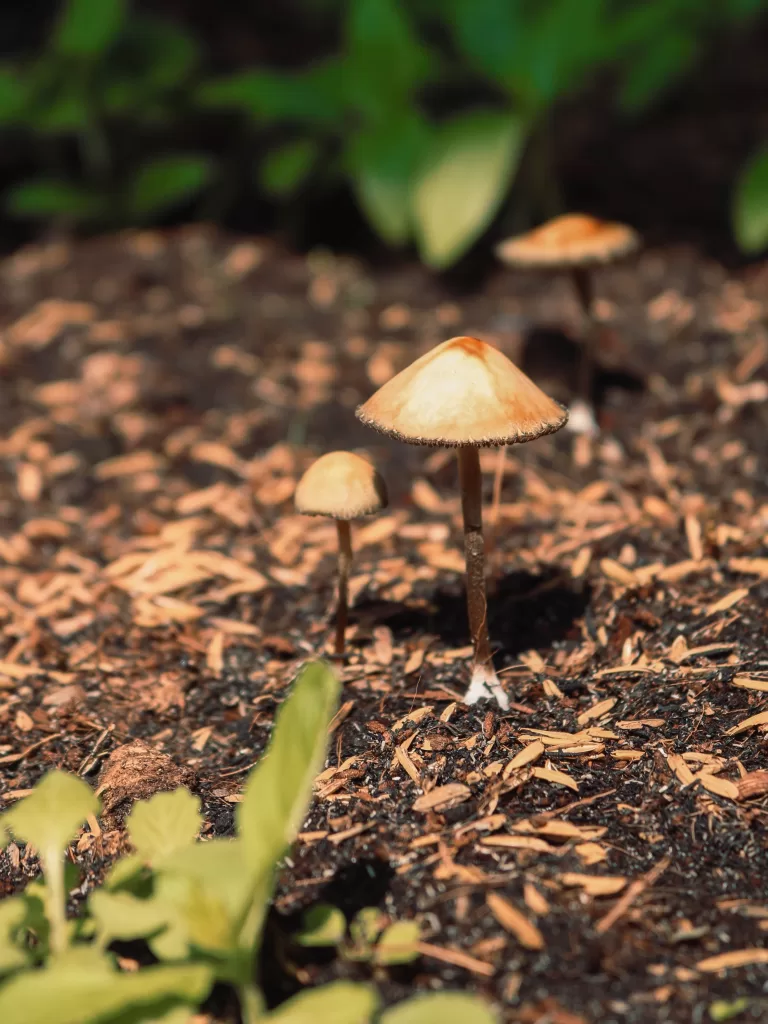 Read more about the article Discover How Psilocybin Might Alleviate Your Pain 
