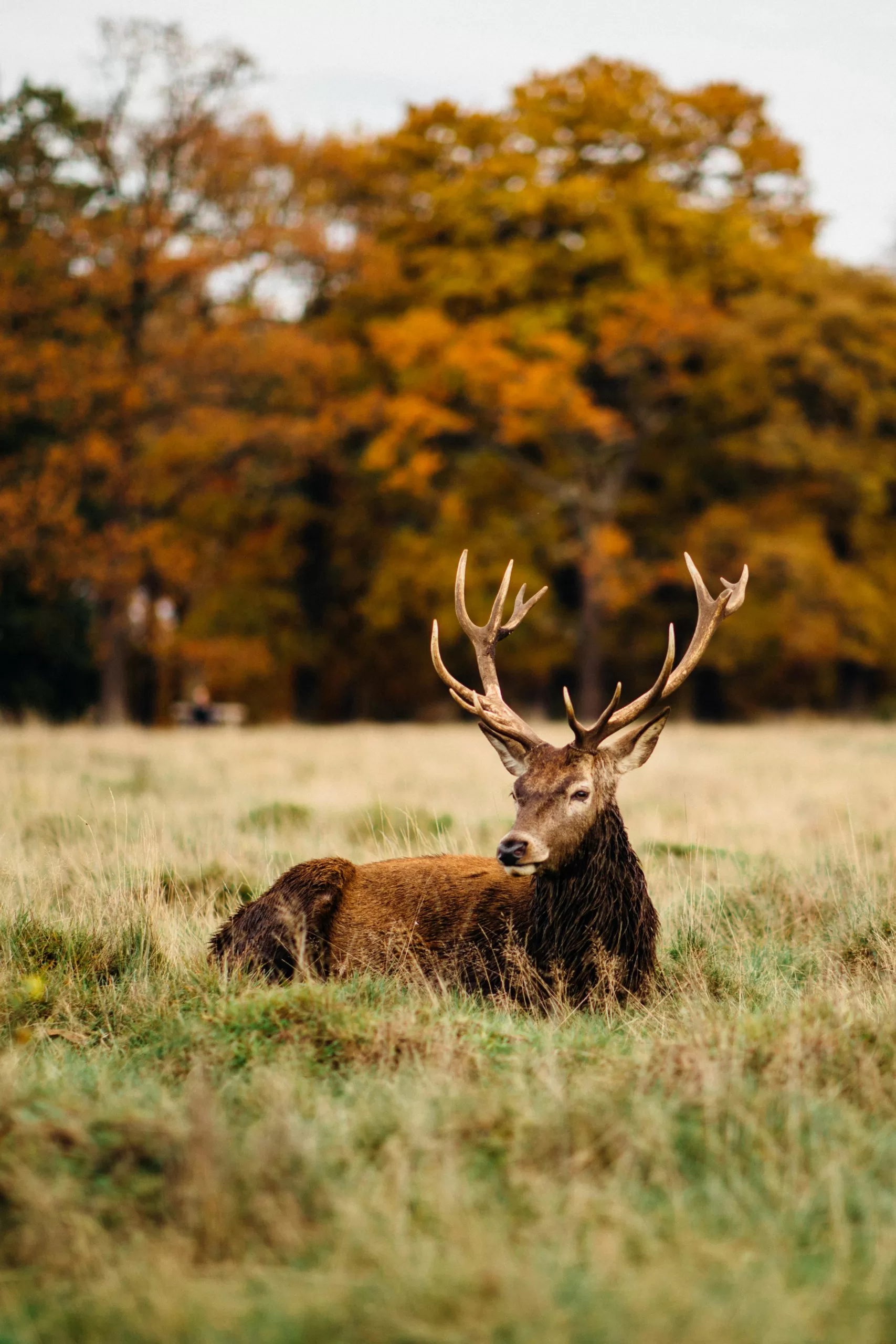 The Ultimate Old Money Elegance New Forest Travel Guide | Travel Tips | Elle Blonde Luxury Lifestyle Destination Blog