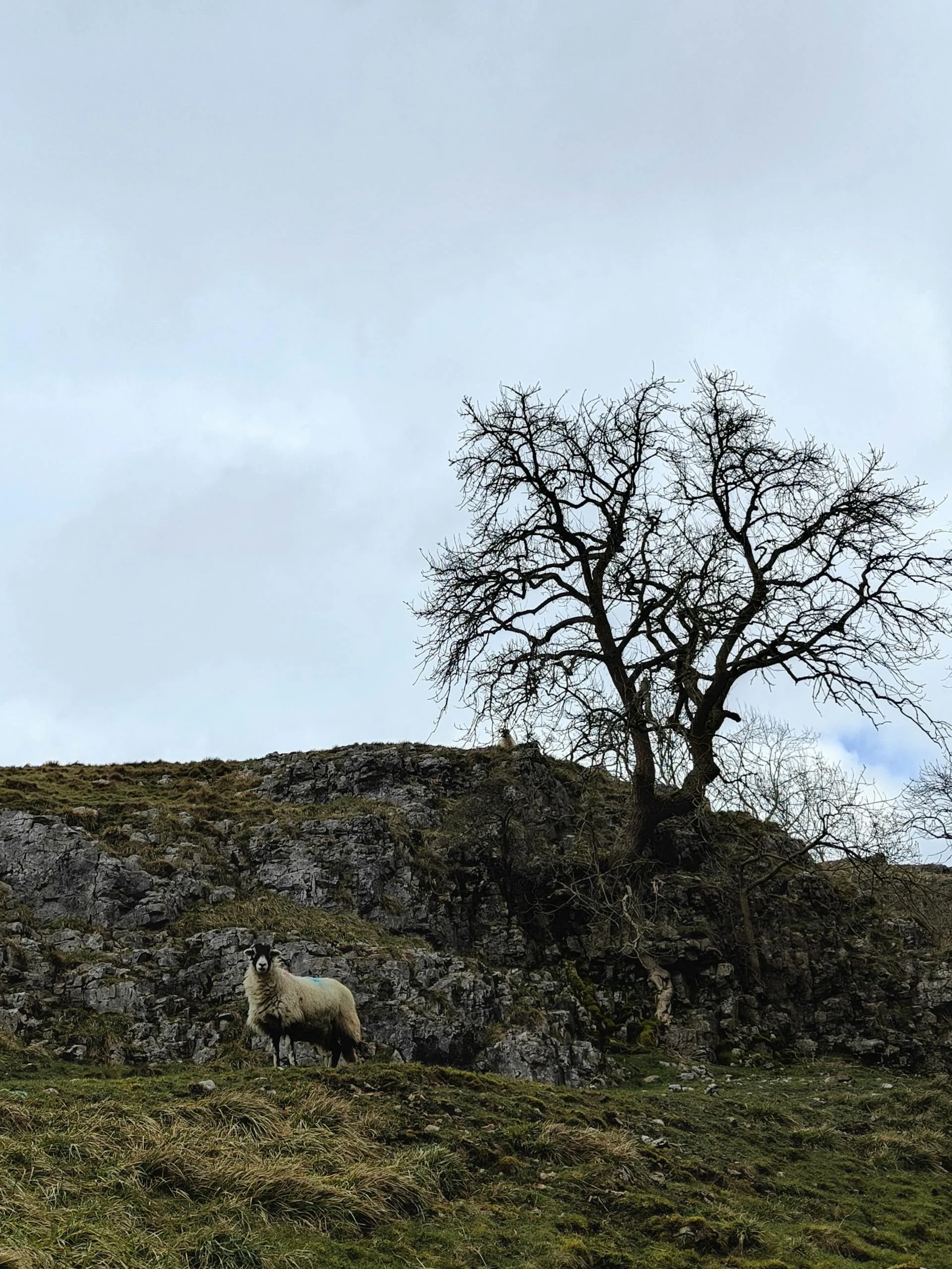 A lone sheep stands near a barren tree in rural Conistone, England.